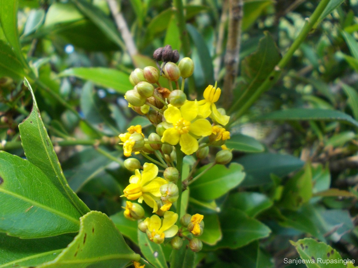 Campylospermum serratum (Gaertn.) Bittrich & M.C.E.Amaral